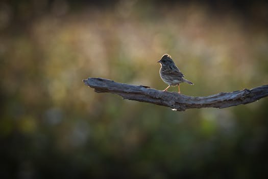 Auton Rahoitus Op: Välittäjä Paljastaa Parhaat Rahoitusratkaisut Ja Vinkit