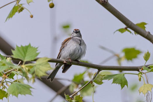 Yritykselle Lainaaminen: Käytännöt, Vaihtoehdot Ja Sijoitusmahdollisuudet